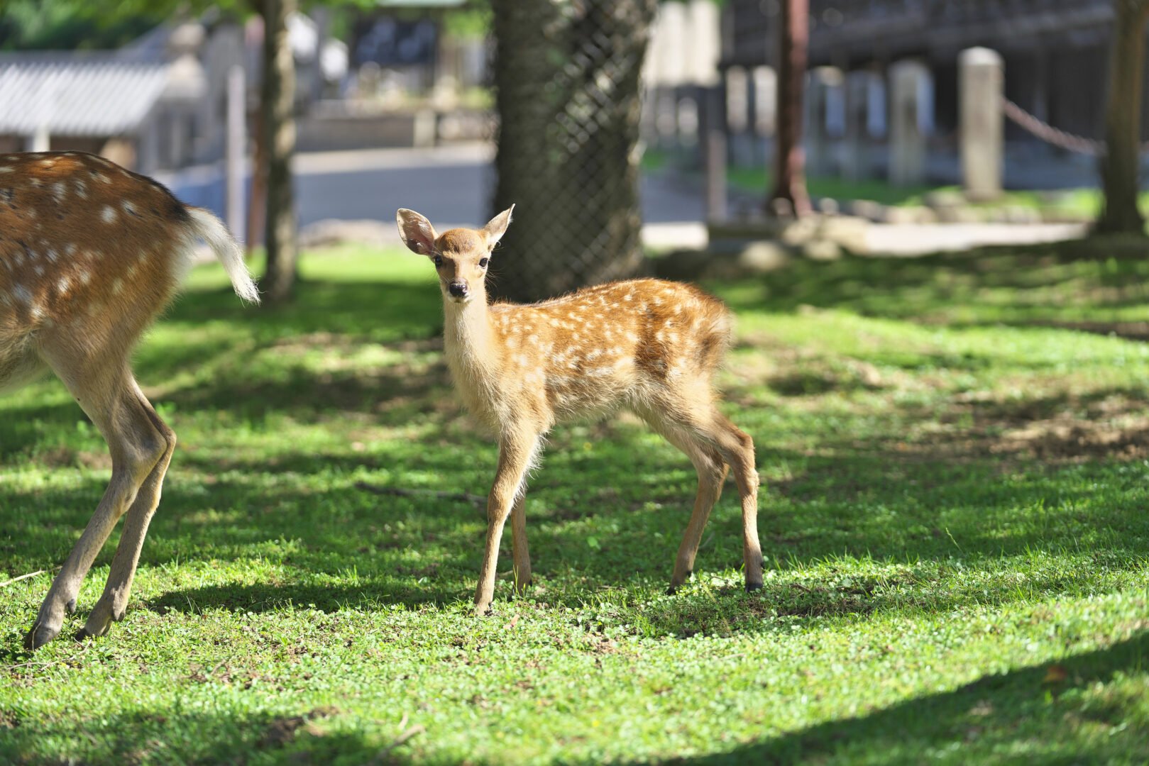 ♨️ 오쿠닛코 유모토 온천 원천(오쿠닛코유모토온센겐센) 이미지 8